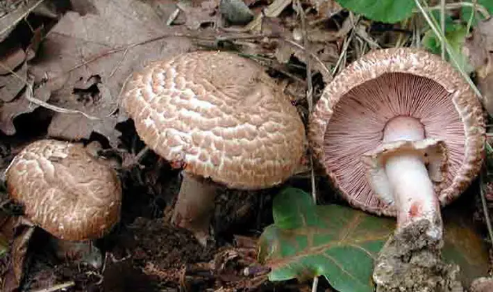 Mushrooms with an ovoid fruiting body