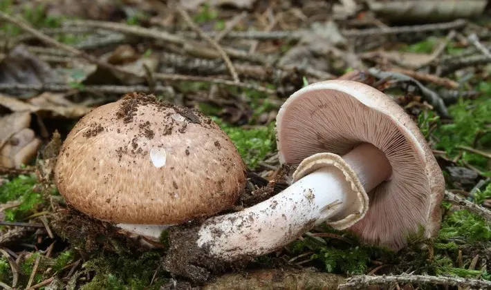 Mushrooms with an ovoid fruiting body