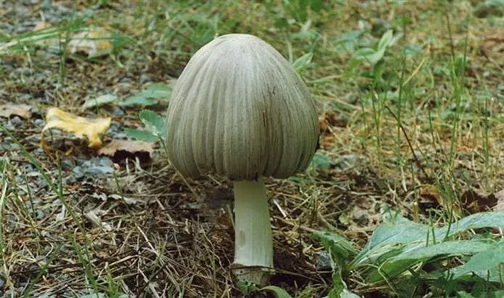 Mushrooms with an ovoid fruiting body