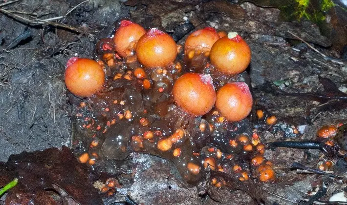 Mushrooms with an ovoid fruiting body