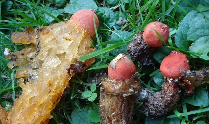 Mushrooms with an ovoid fruiting body