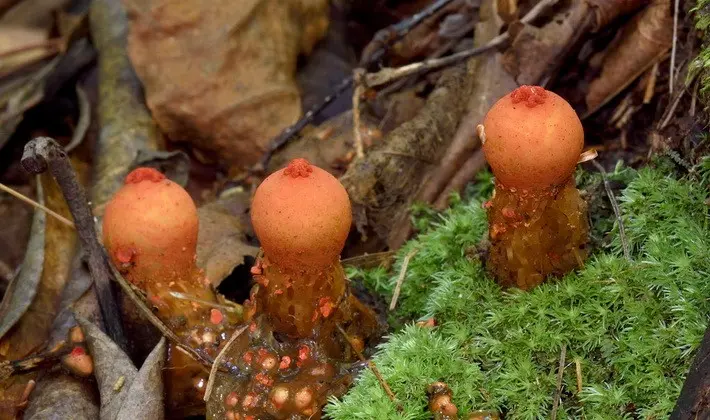 Mushrooms with an ovoid fruiting body