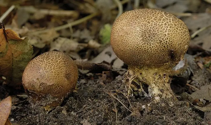 Mushrooms with an ovoid fruiting body