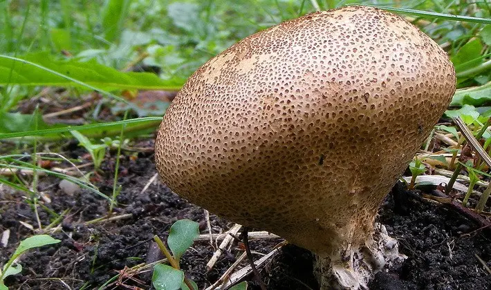 Mushrooms with an ovoid fruiting body