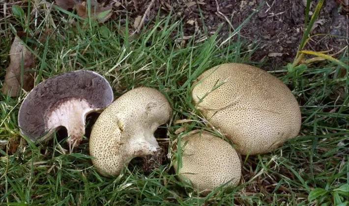 Mushrooms with an ovoid fruiting body