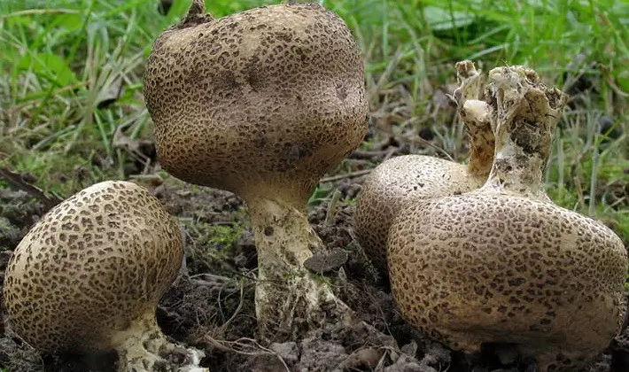 Mushrooms with an ovoid fruiting body