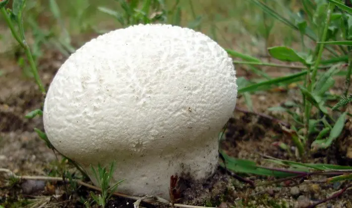 Mushrooms with an ovoid fruiting body