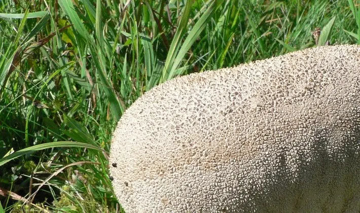 Mushrooms with an ovoid fruiting body