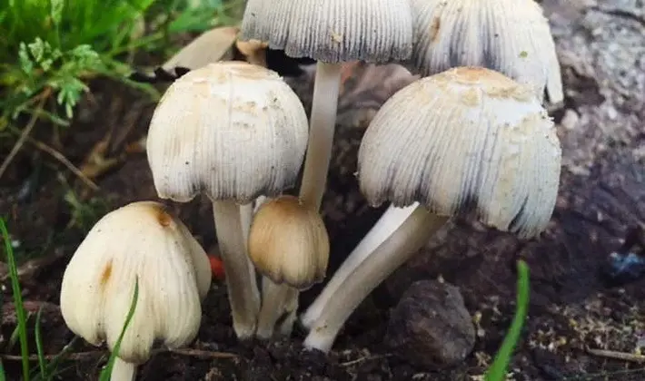 Mushrooms with an ovoid fruiting body