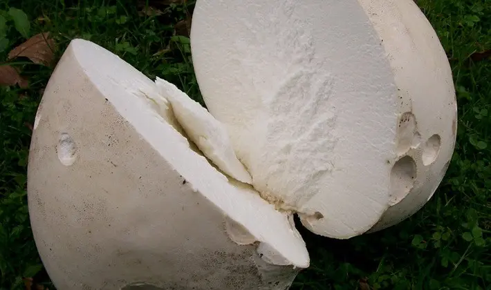 Mushrooms with an ovoid fruiting body