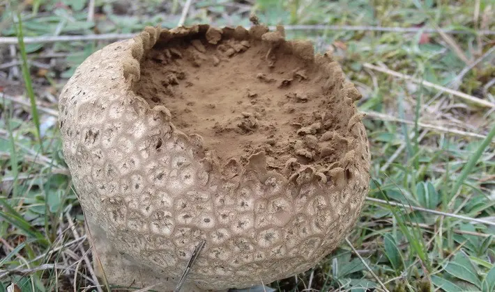 Mushrooms with an ovoid fruiting body