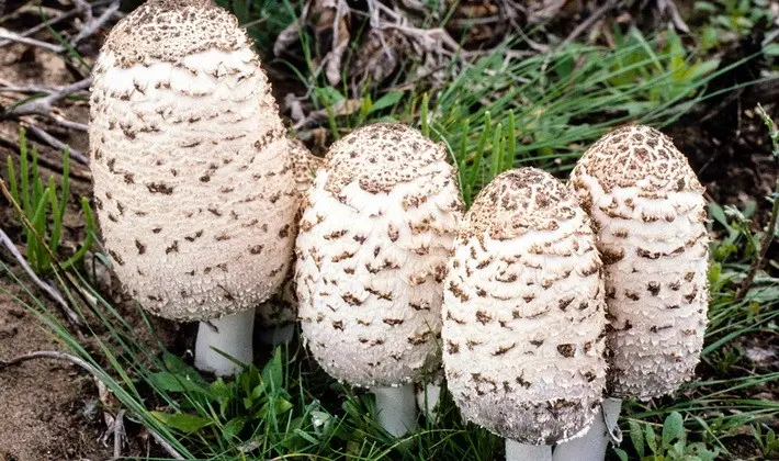 Mushrooms with an ovoid fruiting body