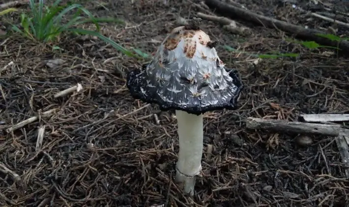 Mushrooms with an ovoid fruiting body