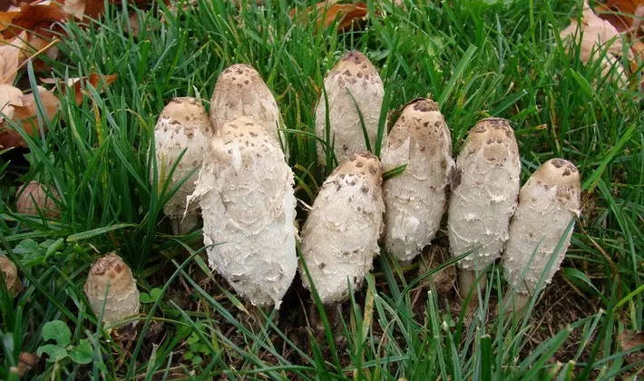 Mushrooms with an ovoid fruiting body