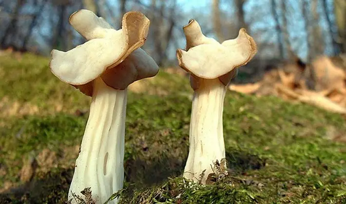 Mushrooms with fruiting bodies of an unusual shape