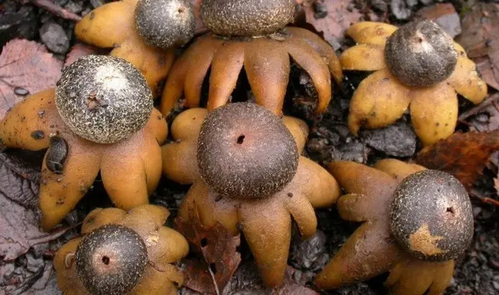 Mushrooms with fruiting bodies of an unusual shape