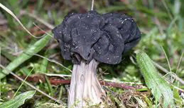 Mushrooms with fruiting bodies of an unusual shape