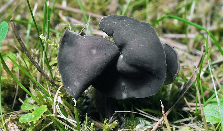 Mushrooms with fruiting bodies of an unusual shape