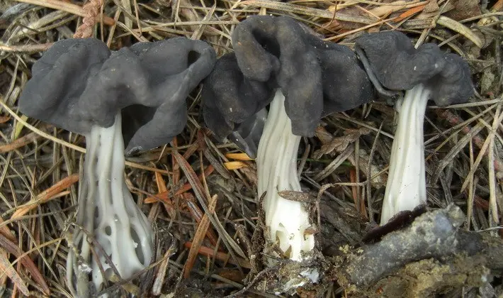 Mushrooms with fruiting bodies of an unusual shape