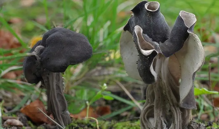 Mushrooms with fruiting bodies of an unusual shape