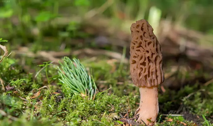 Mushrooms with fruiting bodies of an unusual shape