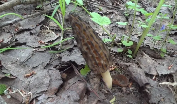 Mushrooms with fruiting bodies of an unusual shape