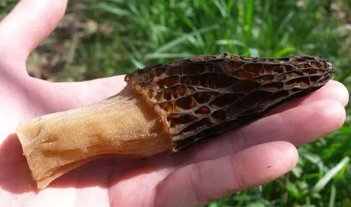 Mushrooms with fruiting bodies of an unusual shape