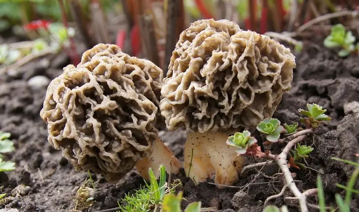 Mushrooms with fruiting bodies of an unusual shape