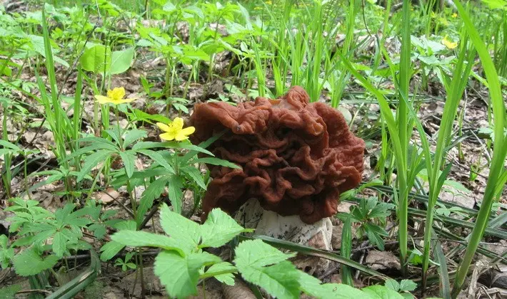 Mushrooms with fruiting bodies of an unusual shape