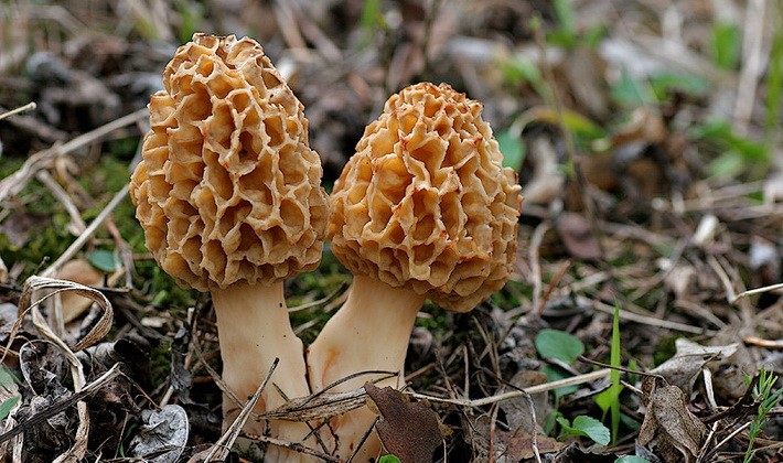 Mushrooms with fruiting bodies of an unusual shape