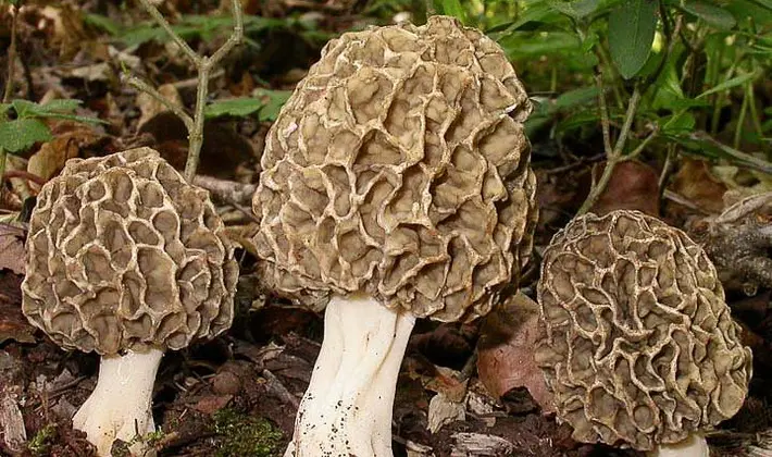 Mushrooms with fruiting bodies of an unusual shape