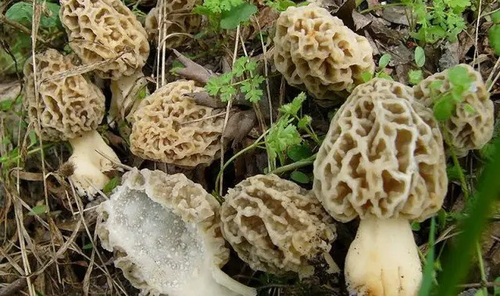 Mushrooms with fruiting bodies of an unusual shape