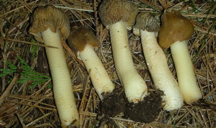 Mushrooms with fruiting bodies of an unusual shape