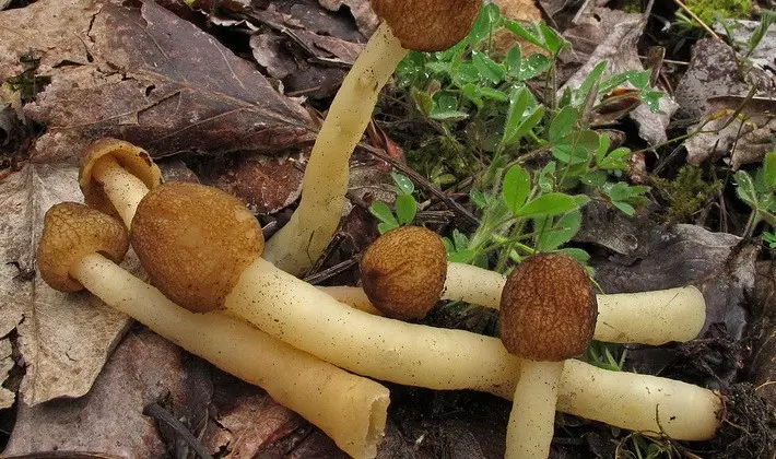 Mushrooms with fruiting bodies of an unusual shape