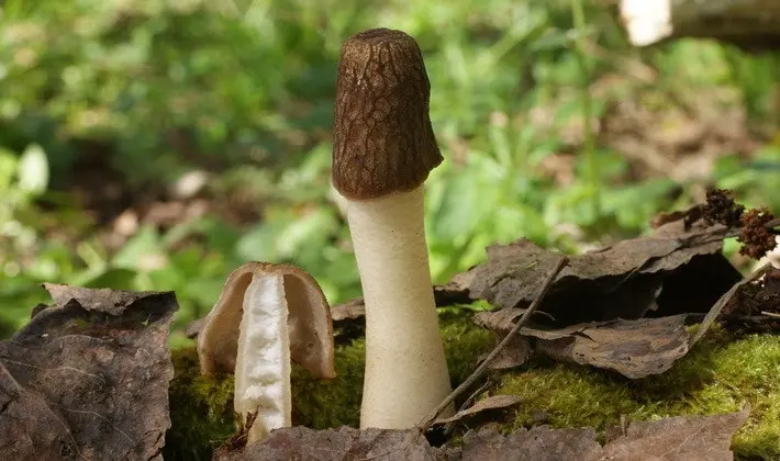 Mushrooms with fruiting bodies of an unusual shape