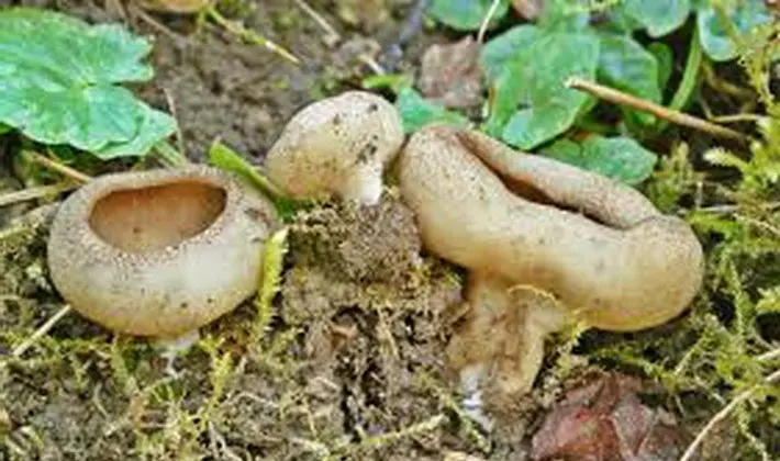 Mushrooms with fruiting bodies of an unusual shape