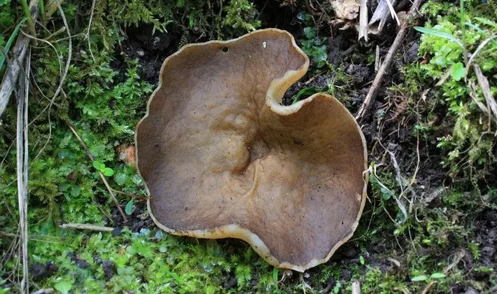 Mushrooms with fruiting bodies of an unusual shape