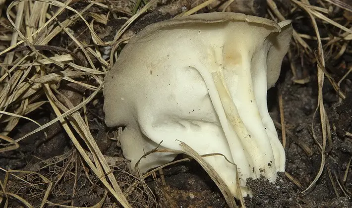 Mushrooms with fruiting bodies of an unusual shape