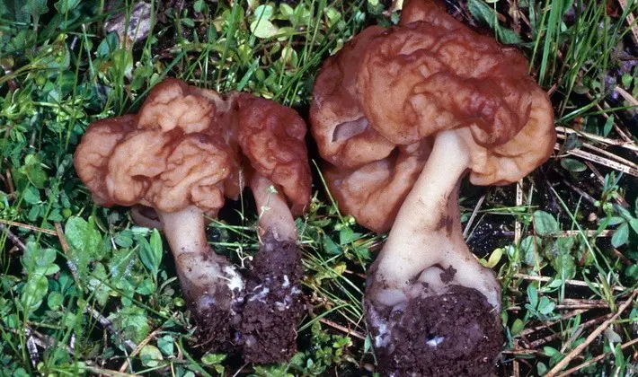 Mushrooms with fruiting bodies of an unusual shape