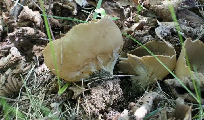 Mushrooms with fruiting bodies of an unusual shape