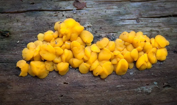 Mushrooms with fruiting bodies of an unusual shape