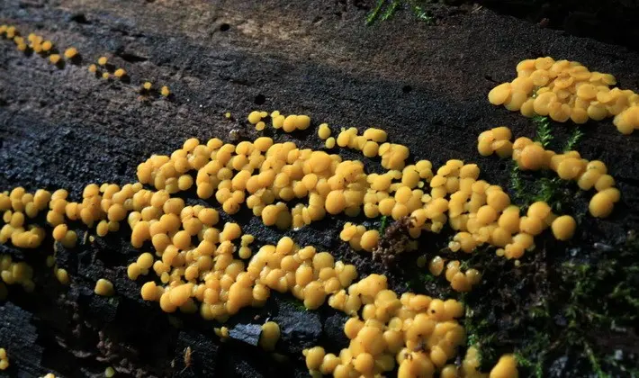 Mushrooms with fruiting bodies of an unusual shape