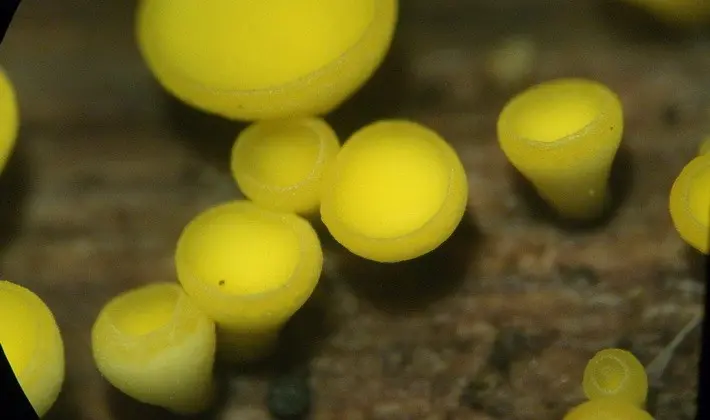 Mushrooms with fruiting bodies of an unusual shape