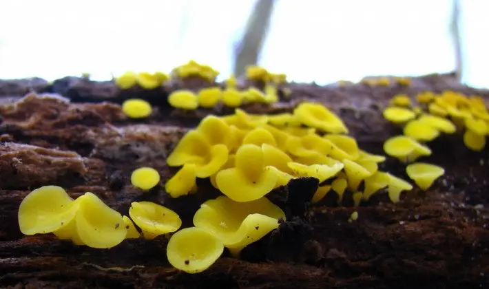 Mushrooms with fruiting bodies of an unusual shape