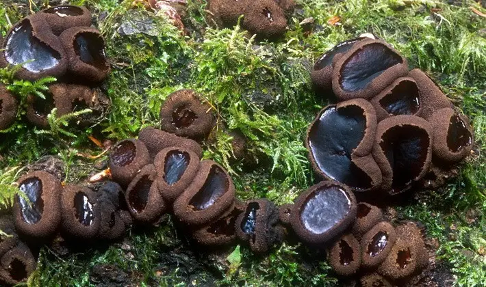 Mushrooms with fruiting bodies of an unusual shape