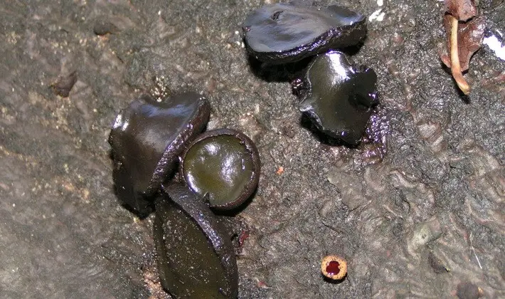 Mushrooms with fruiting bodies of an unusual shape