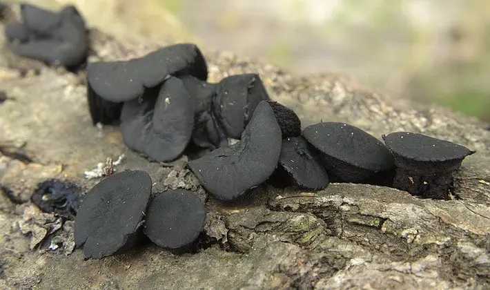 Mushrooms with fruiting bodies of an unusual shape