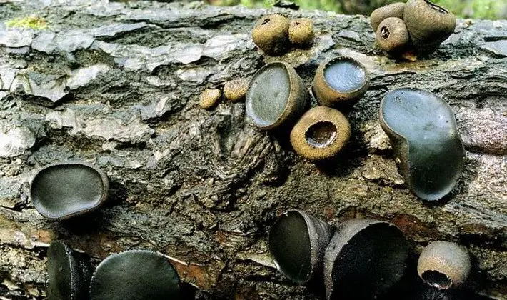 Mushrooms with fruiting bodies of an unusual shape