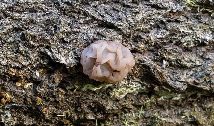 Mushrooms with fruiting bodies of an unusual shape