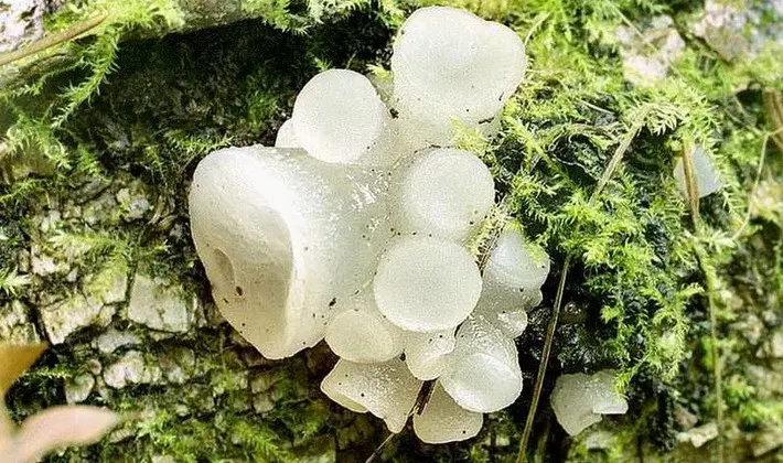 Mushrooms with fruiting bodies of an unusual shape